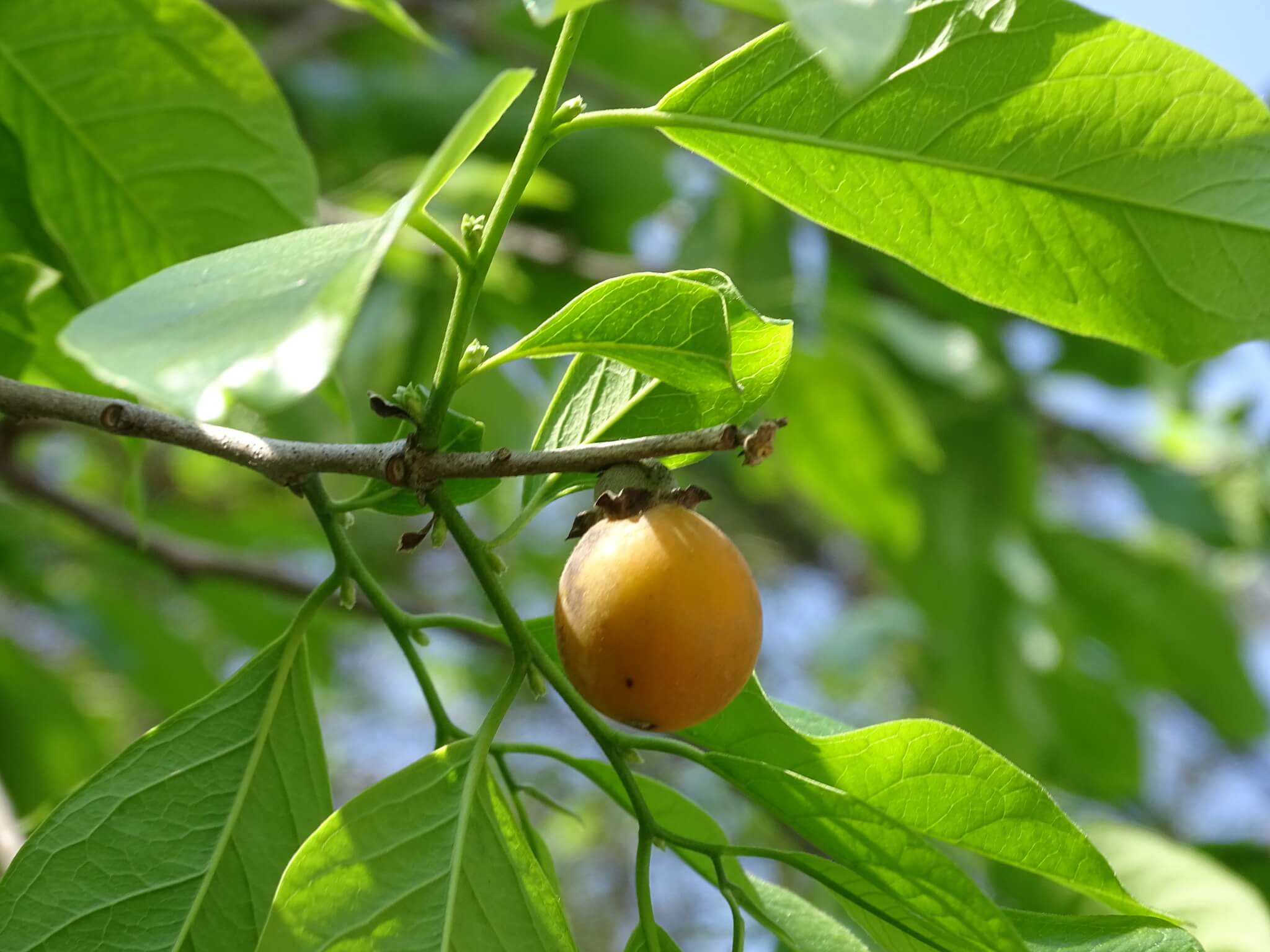 Diospyros yatesiana